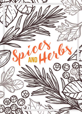 Spices and herbs vector hand drawn poster. Design template in black and white or monochrome style. Sketch background with basil, parsley, rosemary, mintのイラスト素材