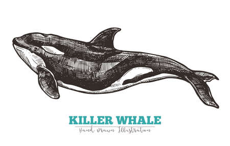 Hand drawn vector killer whale. Sketch engraving illustrationのイラスト素材