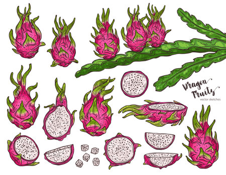 Dragon fruit vector set with hylocereus tree sketch vector and plant of pitaya. Hand drawn sketch colorful tropic exotic fruit illustrationのイラスト素材