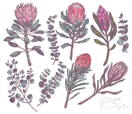 Set of king and queen tropical protea and eucalyptus. Vector hand drawn sketch botanical illustration. Bundle of exotic african flower and branches with green leavesのイラスト素材