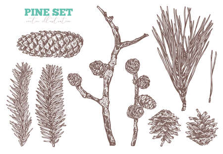 Coniferous vector hand drawn set. Pine tree, fir, spruce and larch branches and cones.  Sketch forest floral plant illustration. Engraved etching christmas evergreen botanical symbolsのイラスト素材