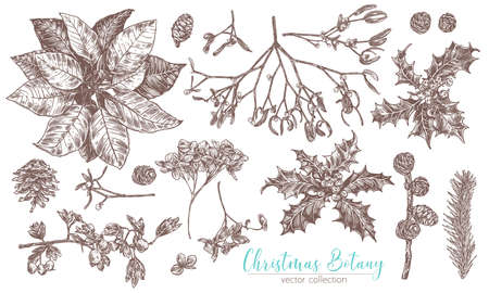 Christmas vintage collection of flowers and evegreen plants. Vector sketch engraved botanical set. Floral hand drawn etching fir-tree, poinsettia, holly berries, cones, spruce, mistletoeのイラスト素材