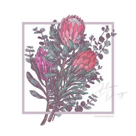 Background with sketch drawing bouquet of protea and eucalyptus. Botanical vector illustration with trendy pink and green colors for card, wedding invitation. Tropical exotic flowerのイラスト素材