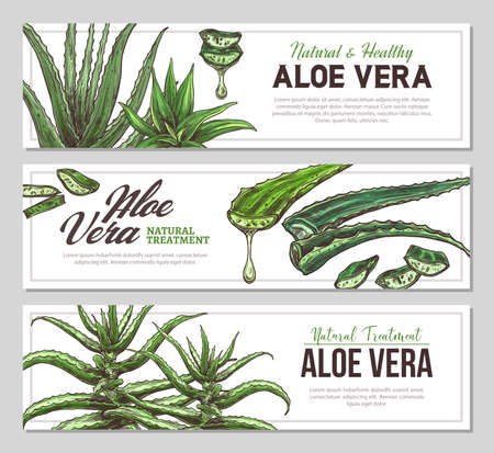 Aloe vera vertical banners with sketch botanical illustrations of medicine plants. Vector template designのイラスト素材