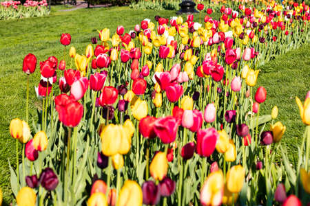 Beautiful spring day at Boston Common Park Massachusettsの写真素材