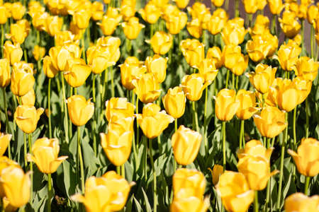 Beautiful spring day at Boston Common Park Massachusettsの写真素材