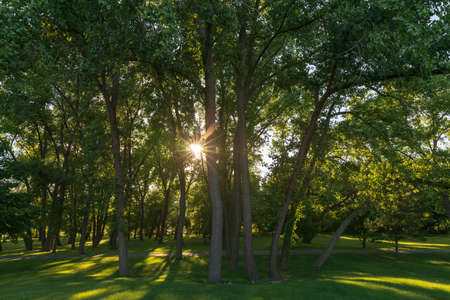 Sunlight through forest and green grassの写真素材