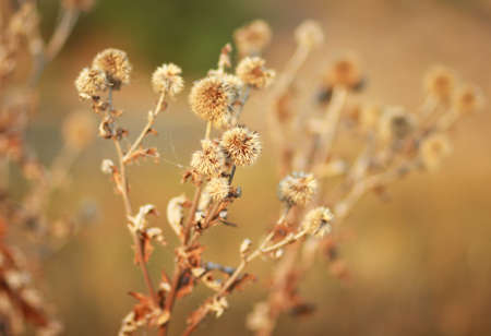 Dry flowers