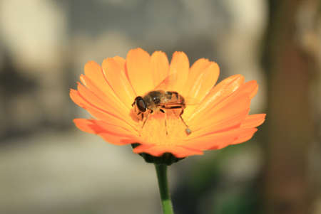 Honey bee is working