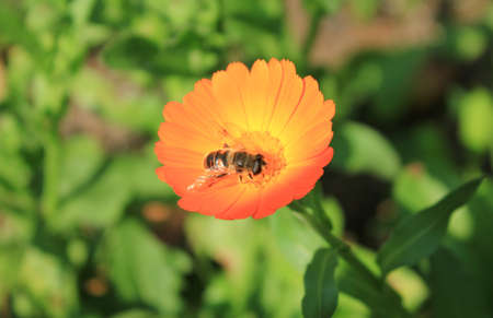Honey bee