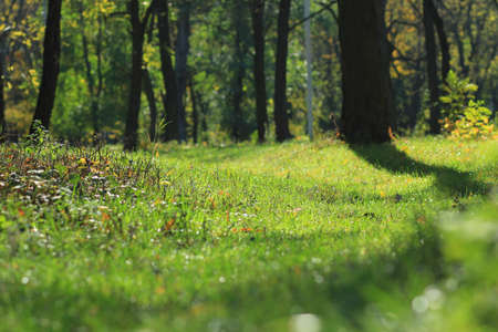 Park in septemberの写真素材