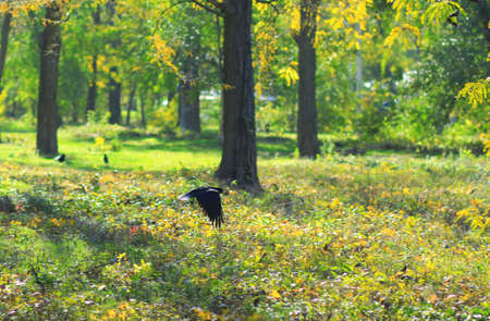 Crow is flyingの写真素材