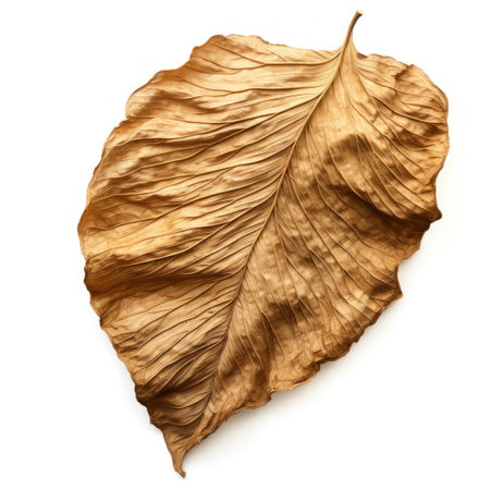Dried Leaf on White Background AI Generatedの素材