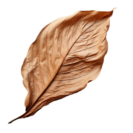 Dried Leaf on White Background AI Generatedの素材