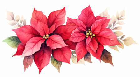 Beautiful vector image with poinsettia flowers on white background Generative AIの素材