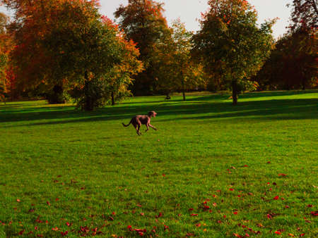 A happy dog ??running in Hyde Parkの写真素材