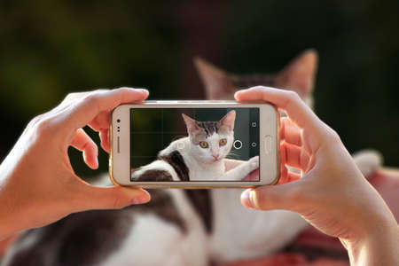 A person photographing her cat with a cell phone. Woman taking a photo with the camera of a smartphone.の写真素材