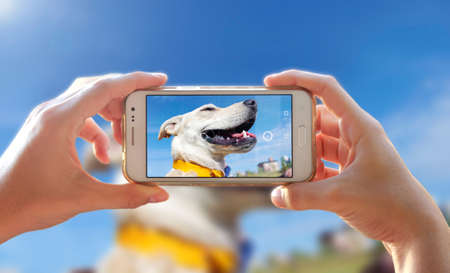 Photographing a dog. Woman taking a photo with the camera of a smartphone. A person photographing her pet with a cell phone.の写真素材