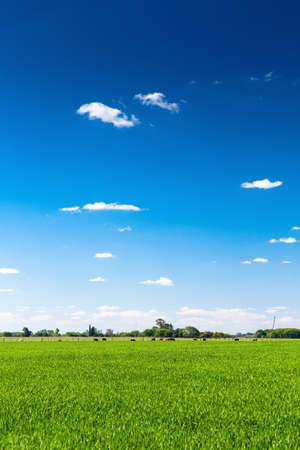 Field of wheat. Rural farm land in a sunny day. Growing wheat is still green. The sky is a clear and intense blue. Copy space. Argentine Pampa.の写真素材