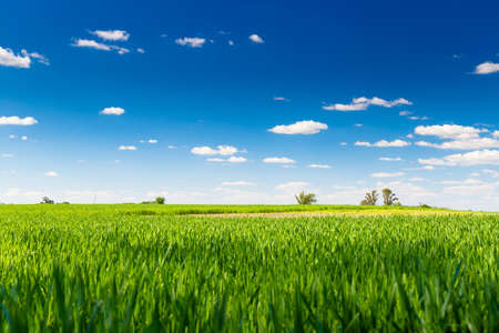 Field of wheat. Rural farm land in a sunny day. Growing wheat is still green. The sky is a clear and intense blue. Copy space. Argentine Pampa.の写真素材