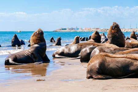 Many sea wolf are on the beach next to the Necochea harbor in Argentina.の写真素材