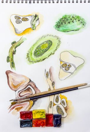 Watercolor painting sketches, watercolor cubes and paint brushesの写真素材