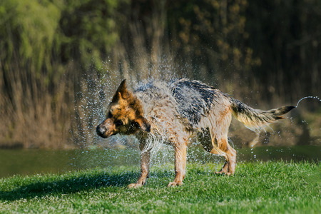 Dog shaking off waterの写真素材