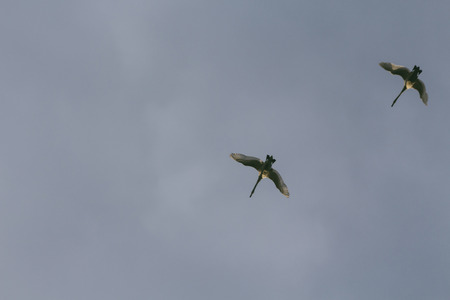 Swans in flightの写真素材