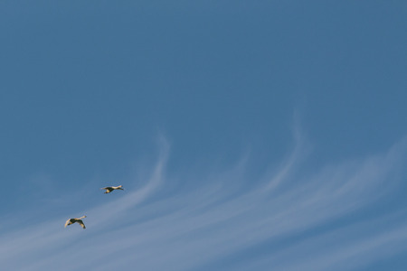 Swans in flightの写真素材