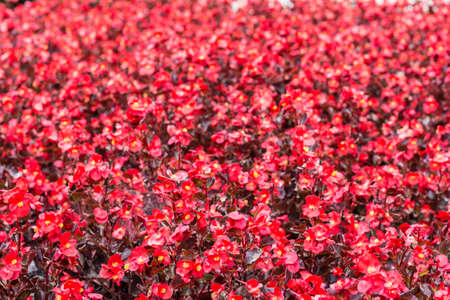 Red flower bed backgroundの写真素材