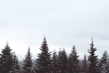 Tree topsの写真素材