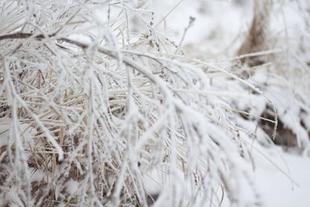Frozen shrubの写真素材