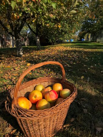 Basket with applesの写真素材