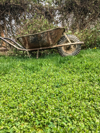 Wheelbarrow by a bushの写真素材