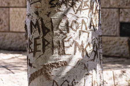 Close-up of word carved on bark of tree trunk in bright sunlight.