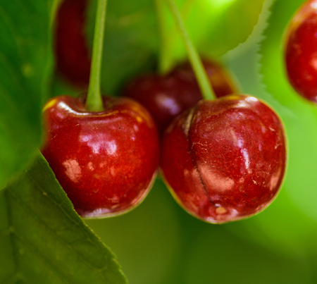 Cherry`s tree with fresh and sweet cherries on it.の写真素材