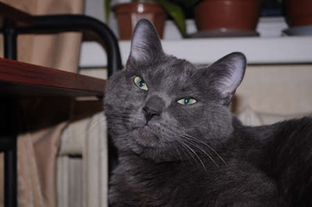 The cat's in the apartment. Gray cat. Blue young cat.