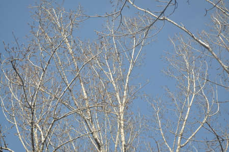 Beautiful trees in winter. Tree branches against a blue sky. Clouds behind tree branches.の写真素材