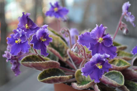 Breeding violets at home. Homemade flowers. Flowers for the house. senpolia. They bloom blue.の写真素材
