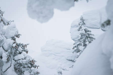 Tree brunches covered with snow caps after the snowfall close up. Beautiful winter nature in sunny day.の写真素材