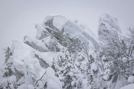 Tree brunches covered with snow caps after the snowfall close up. Beautiful winter nature in sunny day.の写真素材