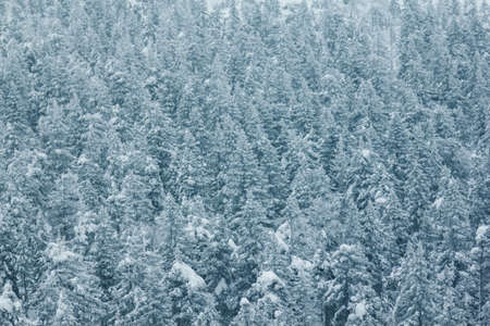 Beautiful winter landscape with snow covered trees in mountains
