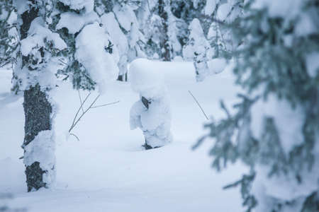 Tree brunches covered with snow caps after the snowfall close up. Beautiful winter nature in sunny...