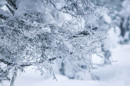 Tree brunches covered with snow caps after the snowfall close up. Beautiful winter nature in sunny day.の写真素材