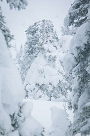 ranches of blue spruce (Picea pungens) covered with a thick layer of snow in winterの写真素材