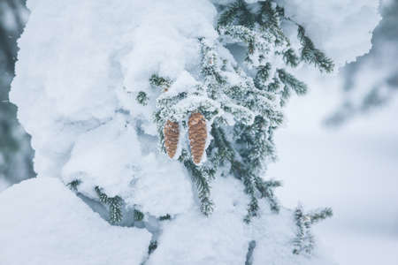ranches of blue spruce (Picea pungens) covered with a thick layer of snow in winterの写真素材