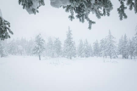 Frozen winter forest in the fog. Mountain winter forest. Winter fir-tree forest with snow covered trees and pathの写真素材