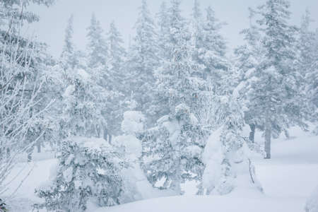 Frosted spruces in white fog. Winter forest. Winter wonderland.の写真素材