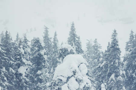 Landscape with mountains, forest and snowfield. Nature park Taganai in winterの写真素材