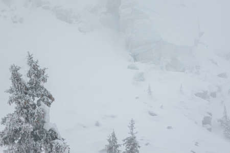 Frosted spruces in white fog. Winter forest. Winter wonderland.